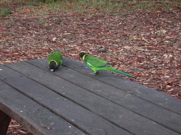 Australian Ringneck
